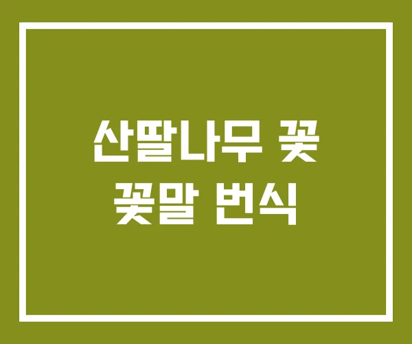 산딸나무 꽃 꽃말 번식