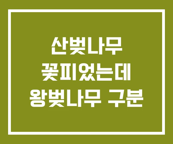 산벚나무 꽃피었는데 왕벚나무 구분