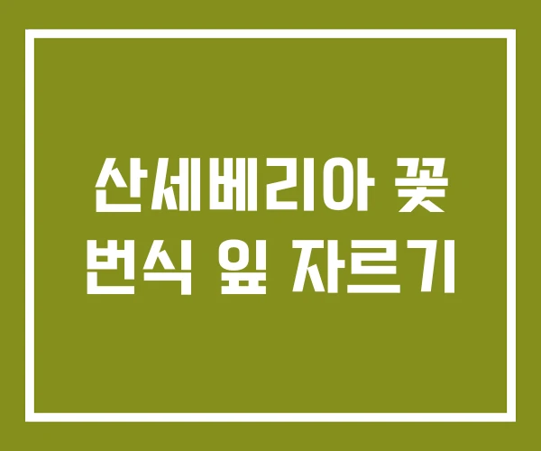 산세베리아 꽃 번식 잎 자르기