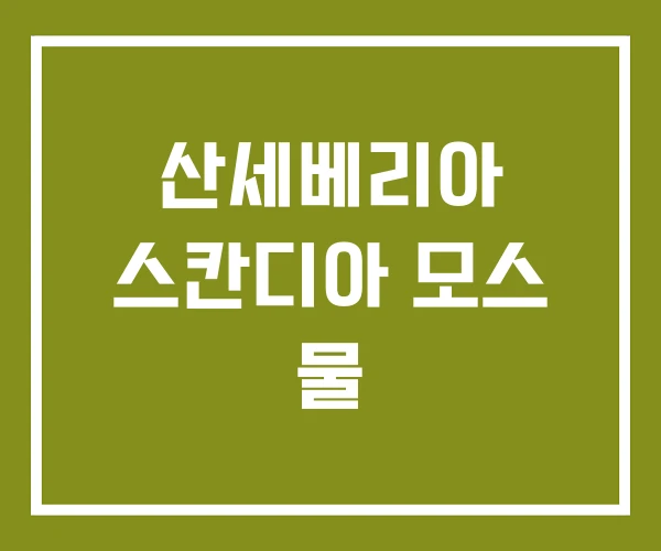 산세베리아 스칸디아 모스 물