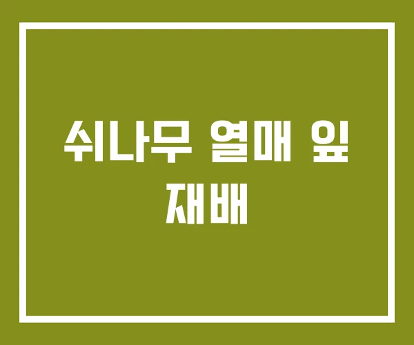 쉬나무 열매 잎 재배