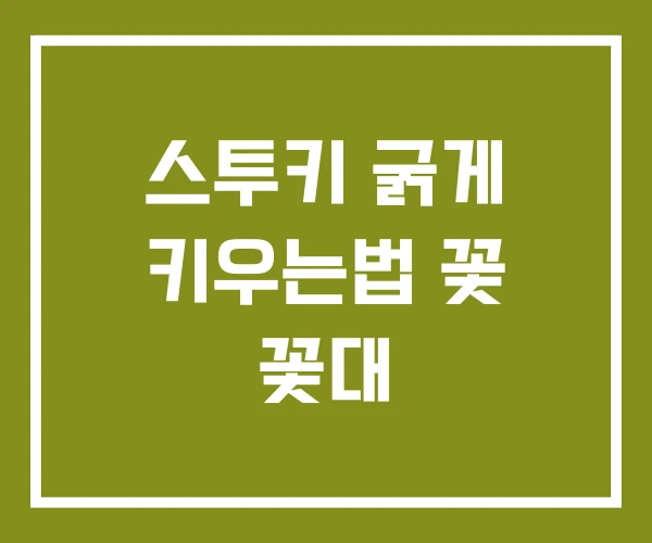 스투키 굵게 키우는법 꽃 꽃대