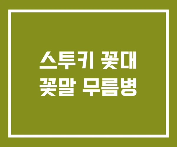 스투키 꽃대 꽃말 무름병