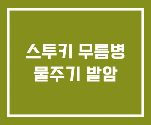 스투키 무름병 물주기 발암