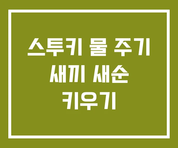 스투키 물 주기 새끼 새순 키우기