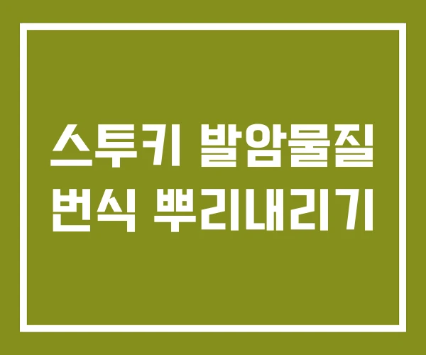 스투키 발암물질 번식 뿌리내리기