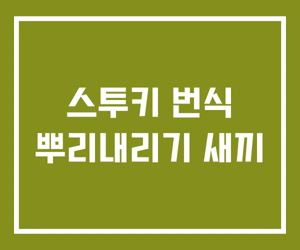 스투키 번식 뿌리내리기 새끼