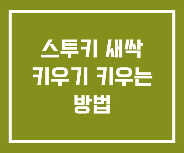 스투키 새싹 키우기 키우는 방법