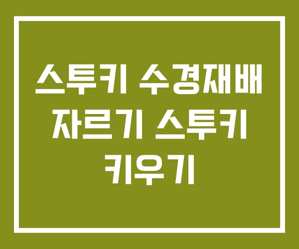 스투키 수경재배 자르기 스투키 키우기