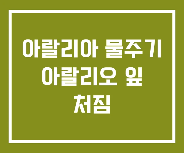 아랄리아 물주기 아랄리오 잎 처짐