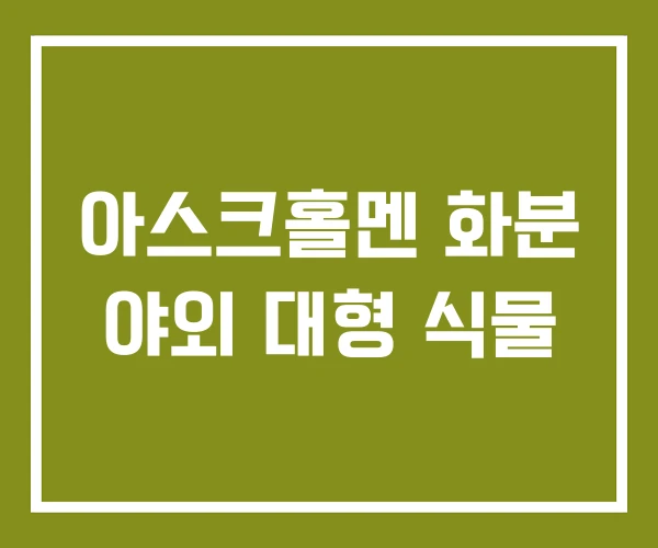 아스크홀멘 화분 야외 대형 식물