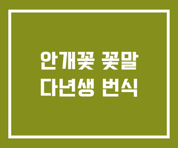 안개꽃 꽃말 다년생 번식