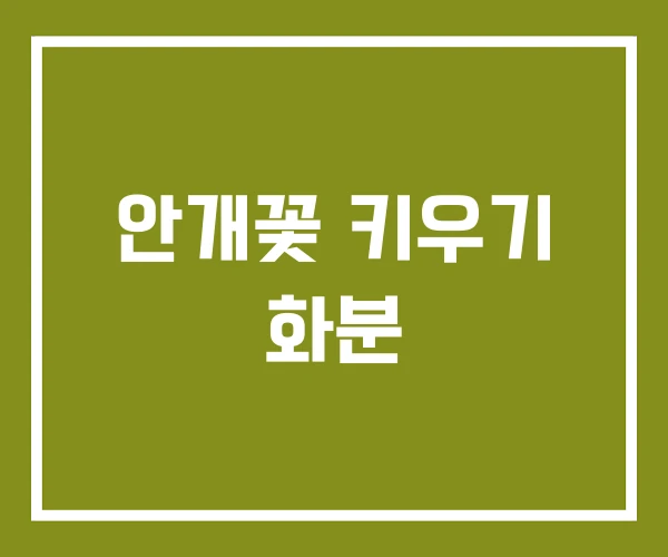 안개꽃 키우기 화분