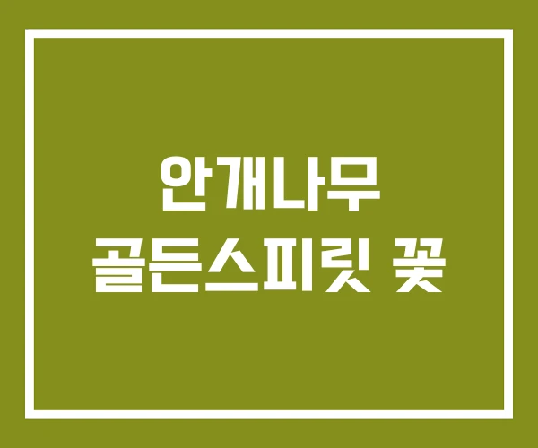 안개나무 골든스피릿 꽃