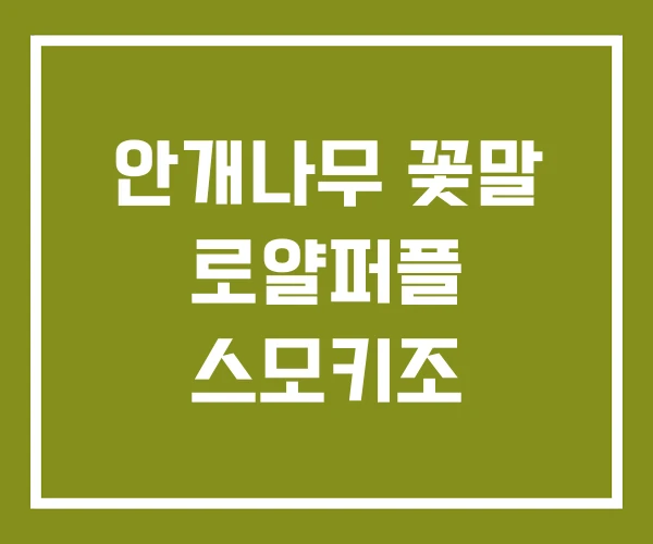 안개나무 꽃말 로얄퍼플 스모키조