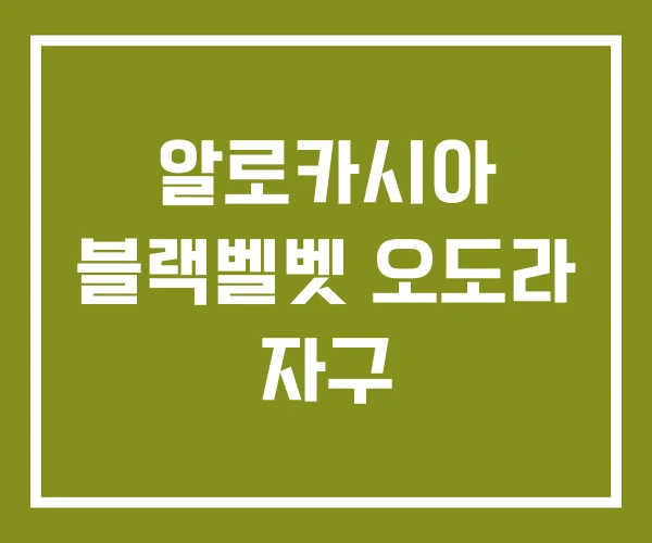 알로카시아 블랙벨벳 오도라 자구