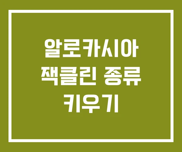 알로카시아 잭클린 종류 키우기