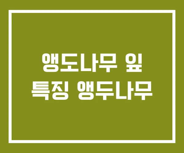 앵도나무 잎 특징 앵두나무