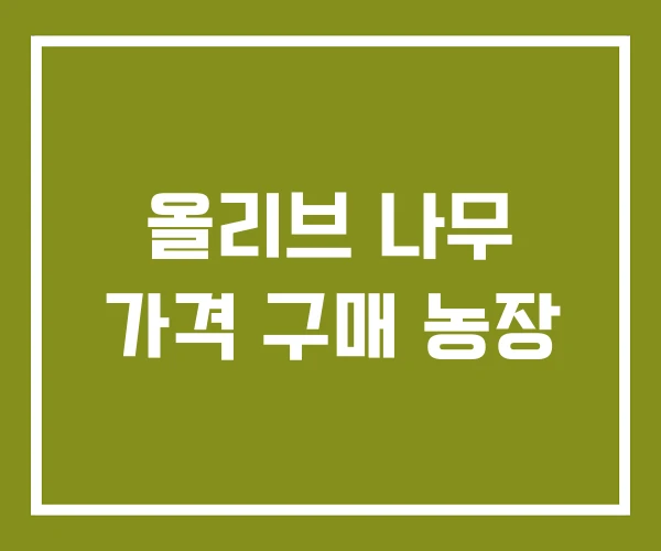 올리브 나무 가격 구매 농장