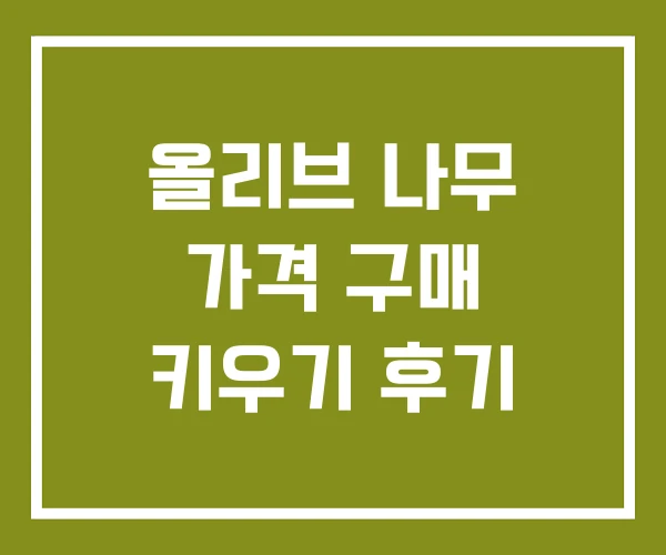 올리브 나무 가격 구매 키우기 후기