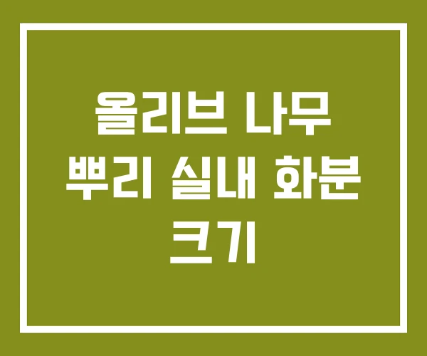 올리브 나무 뿌리 실내 화분 크기