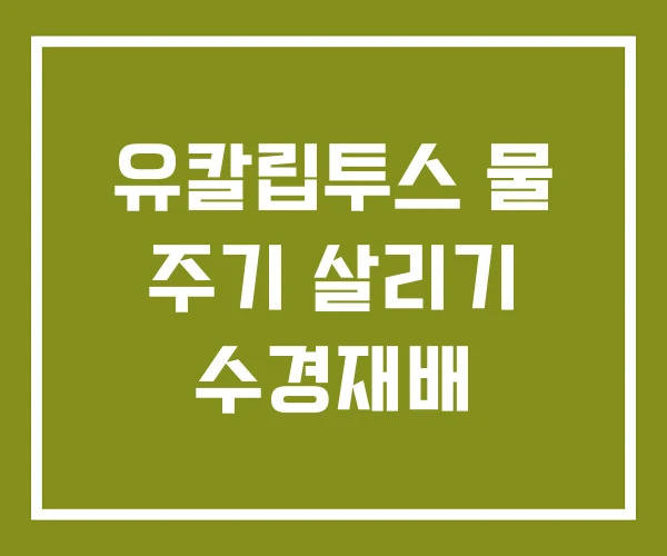 유칼립투스 물 주기 살리기 수경재배