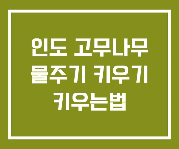 인도 고무나무 물주기 키우기 키우는법