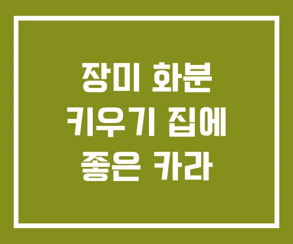 장미 화분 키우기 집에 좋은 카라