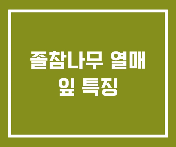 졸참나무 열매 잎 특징
