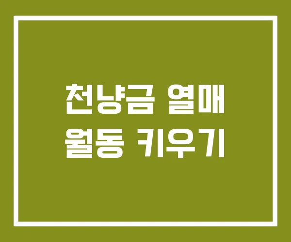 천냥금 열매 월동 키우기