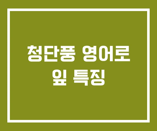 청단풍 영어로 잎 특징