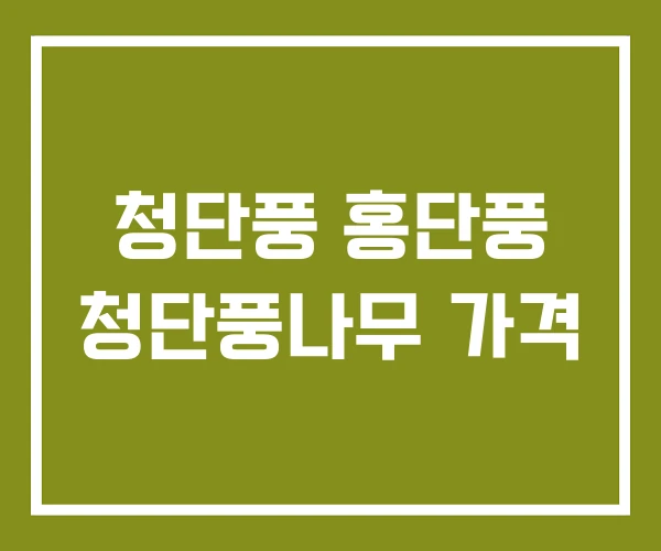 청단풍 홍단풍 청단풍나무 가격