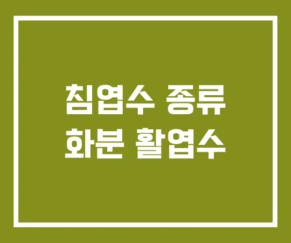 침엽수 종류 화분 활엽수
