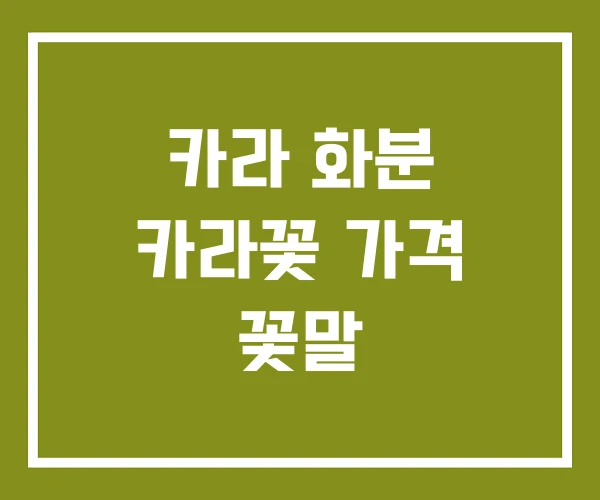 카라 화분 카라꽃 가격 꽃말