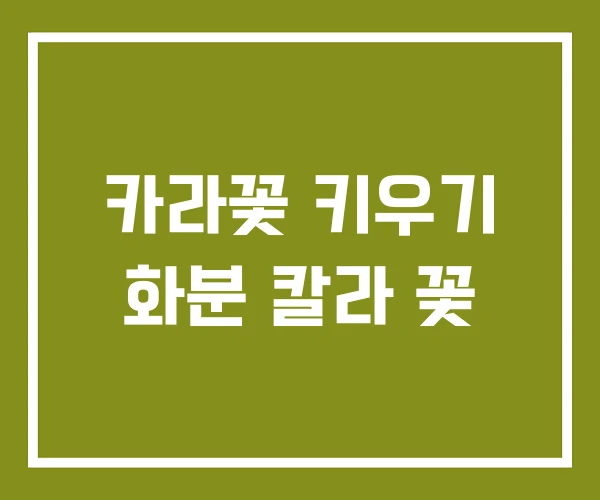 카라꽃 키우기 화분 칼라 꽃