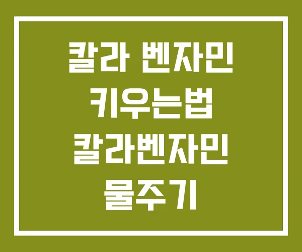 칼라 벤자민 키우는법 칼라벤자민 물주기