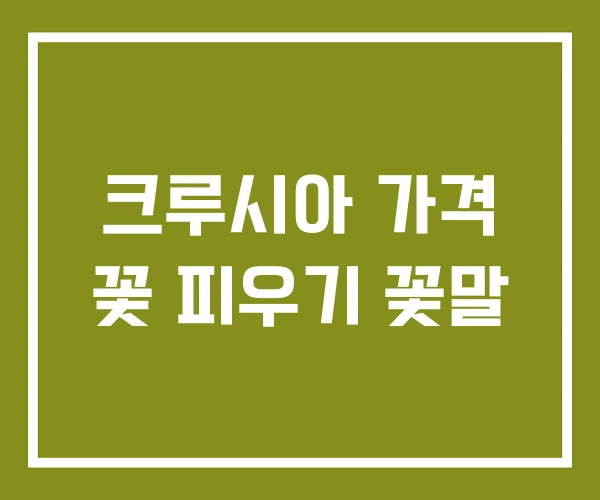 크루시아 가격 꽃 피우기 꽃말