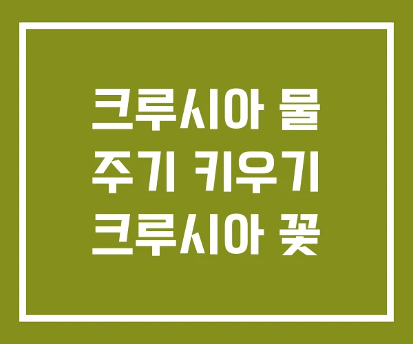 크루시아 물 주기 키우기 크루시아 꽃