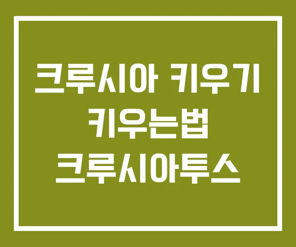 크루시아 키우기 키우는법 크루시아투스