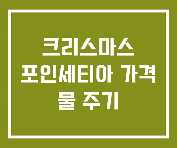 크리스마스 포인세티아 가격 물 주기