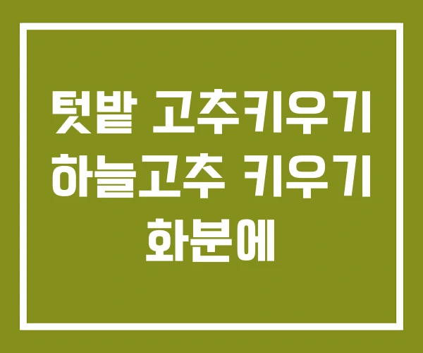 텃밭 고추키우기 하늘고추 키우기 화분에