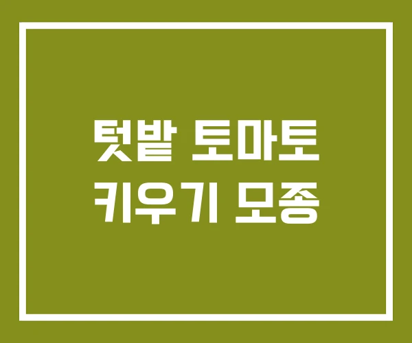 텃밭 토마토 키우기 모종