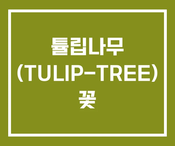 튤립나무 (TULIP-TREE) 꽃