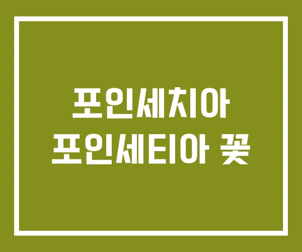 포인세치아 포인세티아 꽃