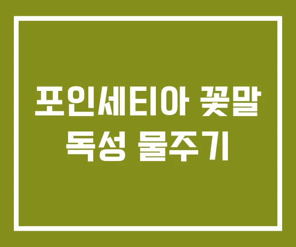 포인세티아 꽃말 독성 물주기