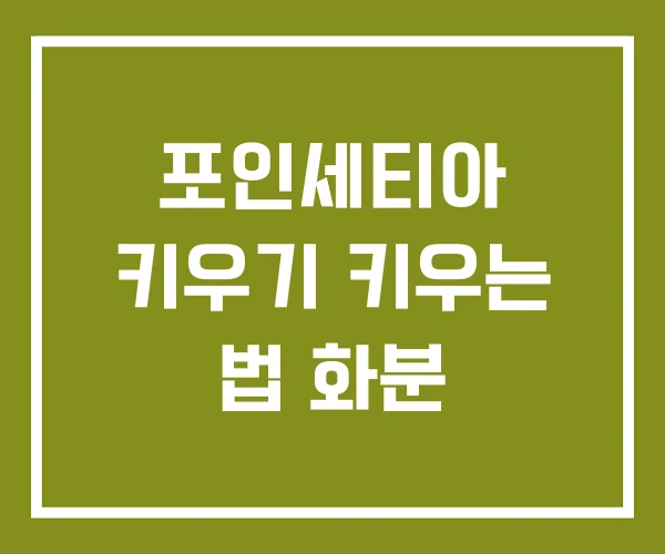 포인세티아 키우기 키우는 법 화분