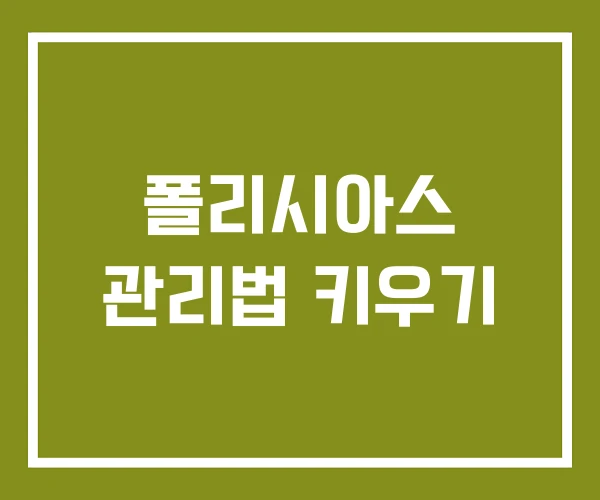 폴리시아스 관리법 키우기