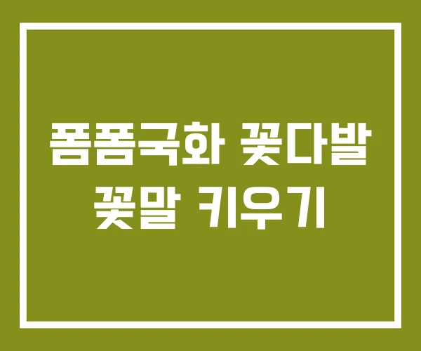 폼폼국화 꽃다발 꽃말 키우기