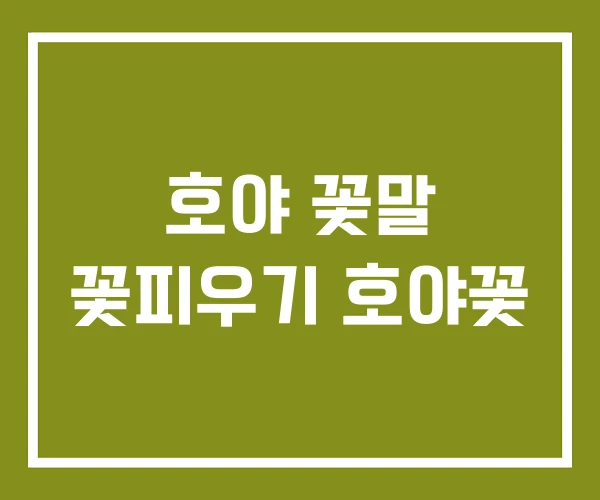 호야 꽃말 꽃피우기 호야꽃