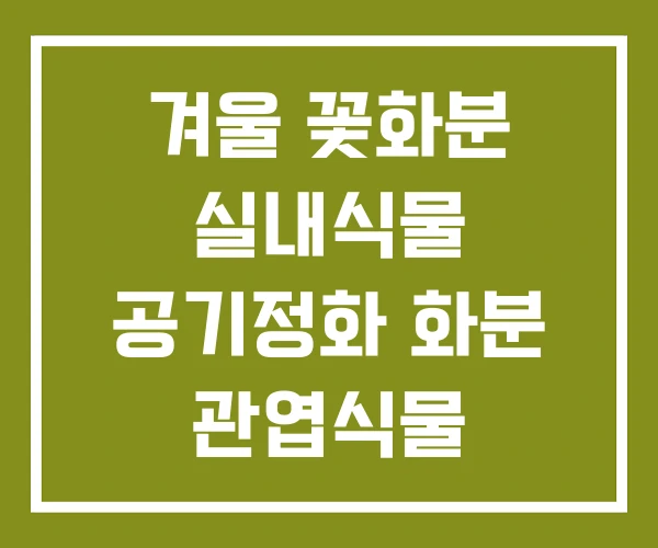 겨울 꽃화분 실내식물 공기정화 화분 관엽식물